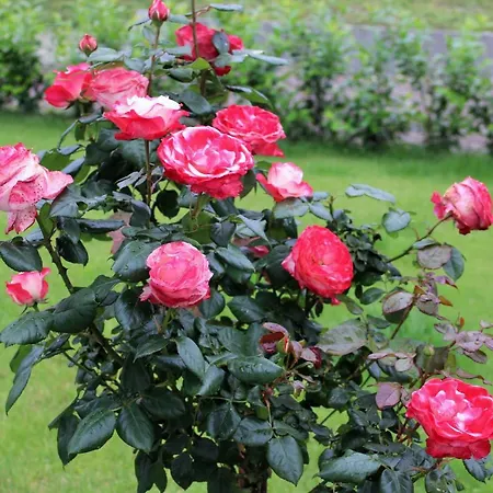 Apartment - Gaestehaus Koen Zeltingen-Rachtig