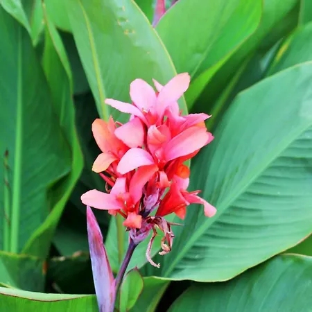 Apartment - Gaestehaus Koen