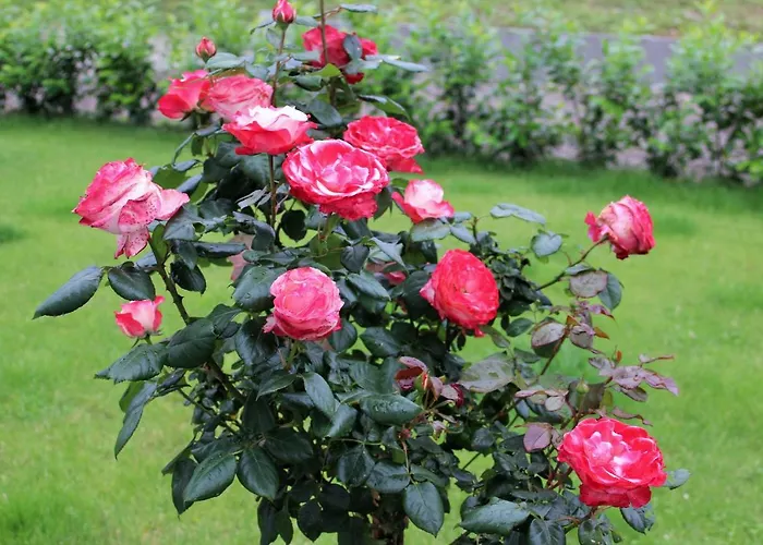 Apartamento - Gaestehaus Koen Zeltingen-Rachtig