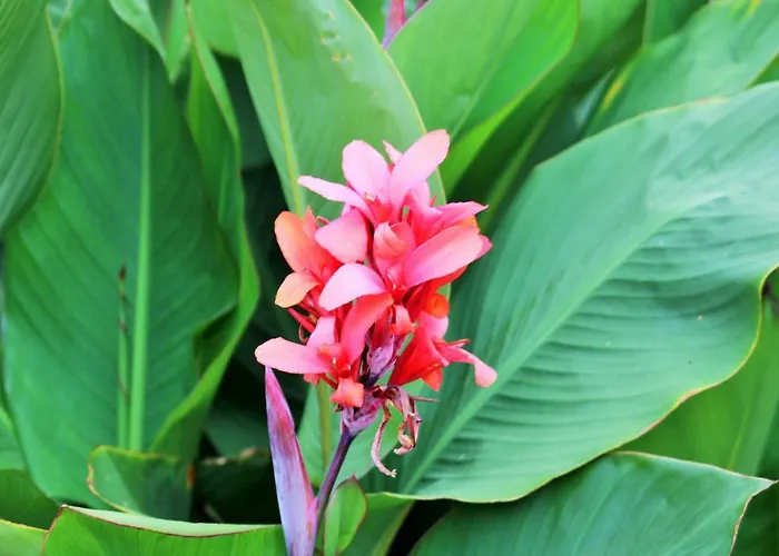 Apartamento - Gaestehaus Koen